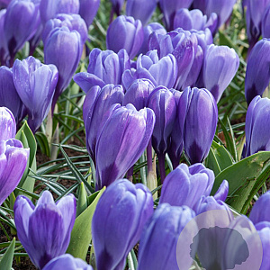 Crocus Blue Ocean 8-9 cm verpakt per 100