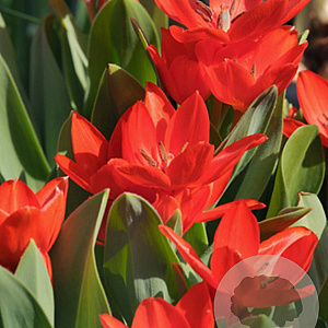 Tulipa Praestans Zwanenburg Variety 8-9 cm verpakt per 100