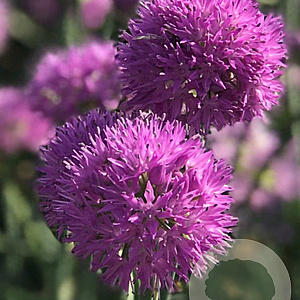 Allium Rosy Dream verpakt per 100