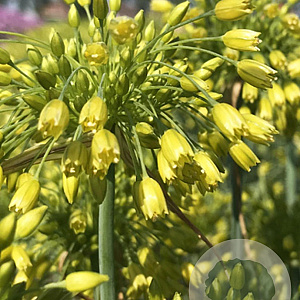 Allium Yellow Fantasy verpakt per 100