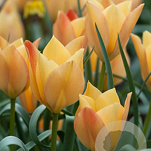 Tulipa batalinii Bright Gem verpakt per 100