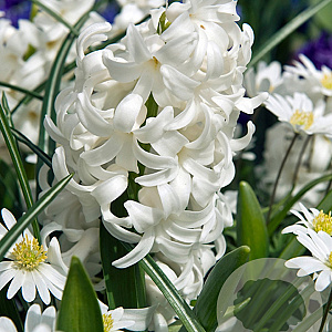 Hyacinthen Carnegie verpakt per 50