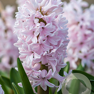 Hyacinthen China Pink verpakt per 50