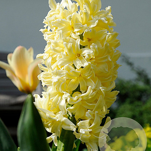 Hyacinthen City of Haarlem verpakt per 50