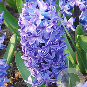 Hyacinthen Delfts Blauw verpakt per 50