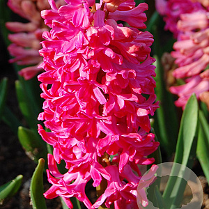 Hyacinthen Jan Bos verpakt per 50