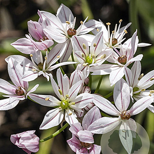 Allium Cameleon verpakt per 100