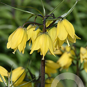 Fritillaria Helena 24 CM verpakt per 10