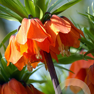 Fritillaria imp. Rubra Maxima 24 CM verpakt per 10