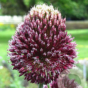 Allium Forelock 14 CM verpakt per 25