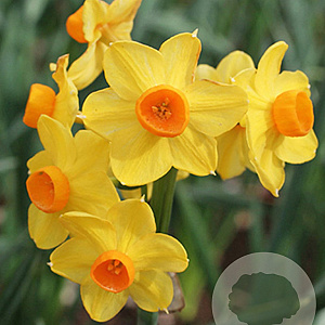 Narcissus Grand Soleil d'Or 15-17CM verpakt per 50