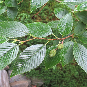 Alnus firma 8 cm verpakt per 100