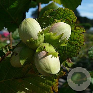 Corylus 'Waterloo' 16 CM verpakt per 10