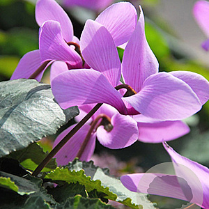 Cyclamen cilicium verpakt per 25