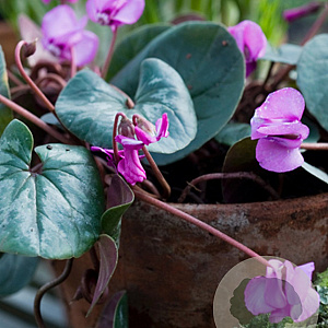 Cyclamen coum hybriden verpakt per 25