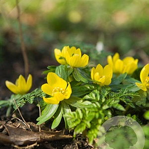 Eranthis cilicica verpakt per 100