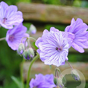 Geranium tuberosum 5 cm verpakt per 100