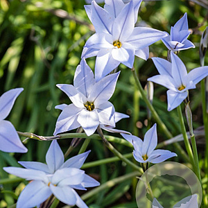 Ipheion unifl. 'Wisley Blue' verpakt per 100