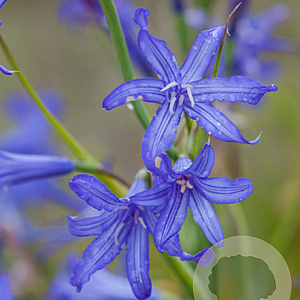 Ixiolirion tataricum verpakt per 100