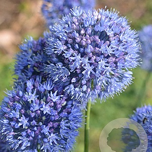 Allium caeruleum 5 cm verpakt per 100
