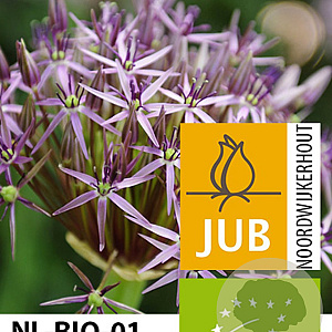 Allium christophii 14 CM verpakt per 25