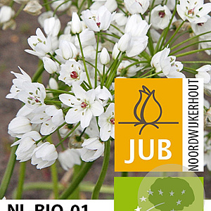 Allium cowanii 5 cm verpakt per 100