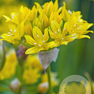 Allium moly 5 cm verpakt per 100
