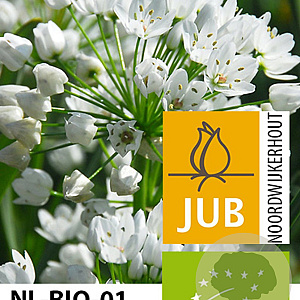 Allium neapolitanum verpakt per 100
