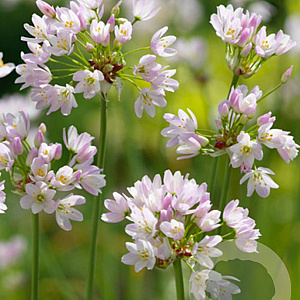 Allium roseum 5 cm verpakt per 100