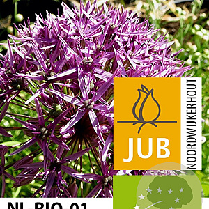 Allium 'Violet Beauty' 12 cm verpakt per 100