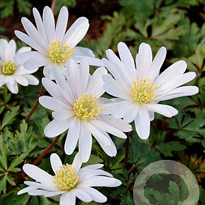 Anemone blanda 'White Splendour' verpakt per 100