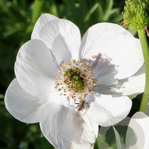 Anemone coronaria 'Bride' 5-6 cm verpakt per 100