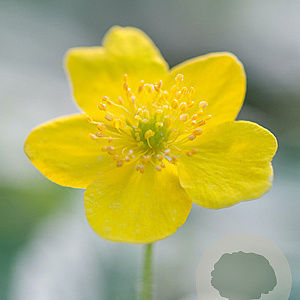 Anemone ranunculoides GM verpakt per 100
