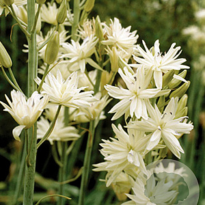 Camassia leichtlinii 'Semiplena' 14 CM verpakt per 25