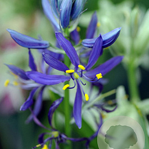 Camassia quamash verpakt per 100