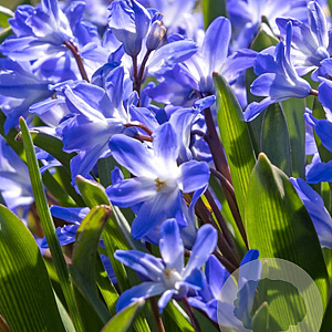 Chionodoxa forbesii 'Blue Giant' 5 cm verpakt per 100