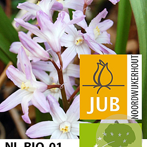 Chionodoxa forbesii 'Pink Giant' 5-6 cm verpakt per 100