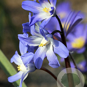 Chionodoxa luciliae 5 cm verpakt per 100