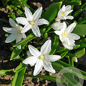 Chionodoxa luciliae 'Alba' 5 cm verpakt per 100