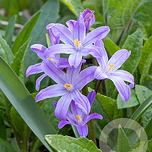 Chionodoxa luciliae 'Violet Beauty' 5 cm verpakt per 100