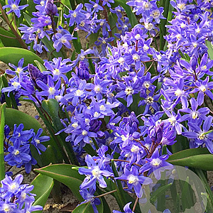 Chionodoxa sardensis 5 cm verpakt per 100