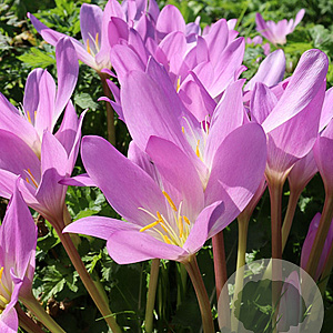 Colchicum autumnale 13 CM verpakt per 10