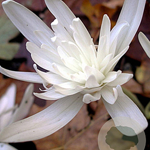 Colchicum autumnale 'Alboplenum' 13 CM verpakt per 10