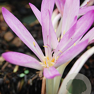 Colchicum cilicicum 20 cm verpakt per 10