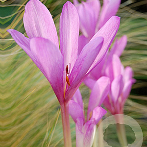 Colchicum 'Giant' verpakt per 10
