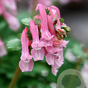 Corydalis solida 'Beth Evans' verpakt per 100