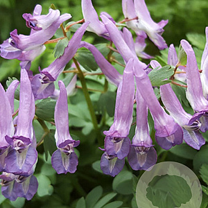 Corydalis solida 'Purple Bird' verpakt per 100