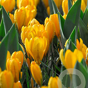 Crocus 'Golden Yellow' 8-9 cm verpakt per 100