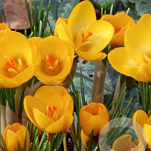 Crocus chr. Goldilocks 5 cm verpakt per 100