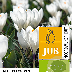 Crocus 'Jeanne D'Arc' 8-9 cm verpakt per 100